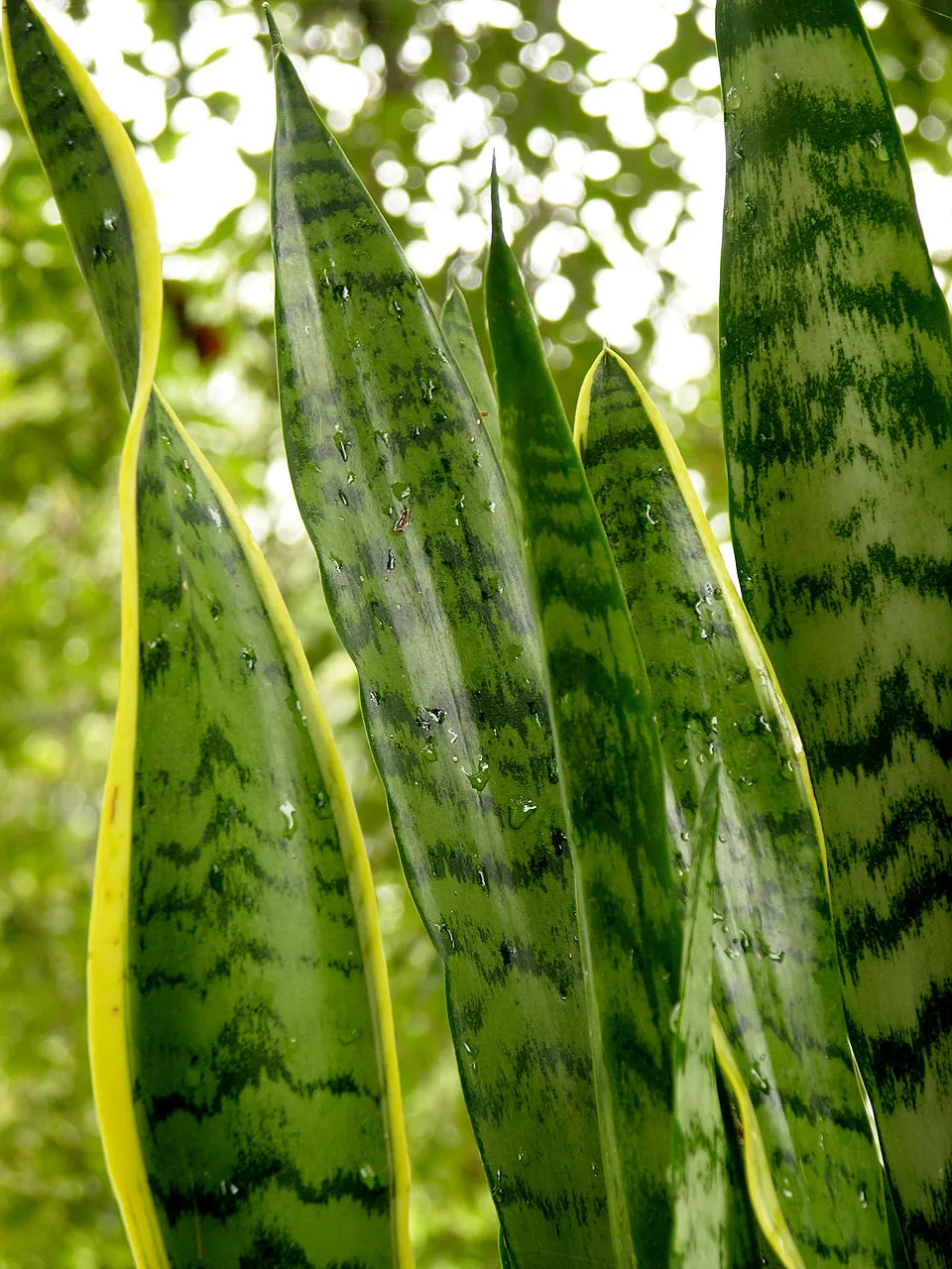 Sansevieria Trifasciata Leaf — botanical anatomy illustration