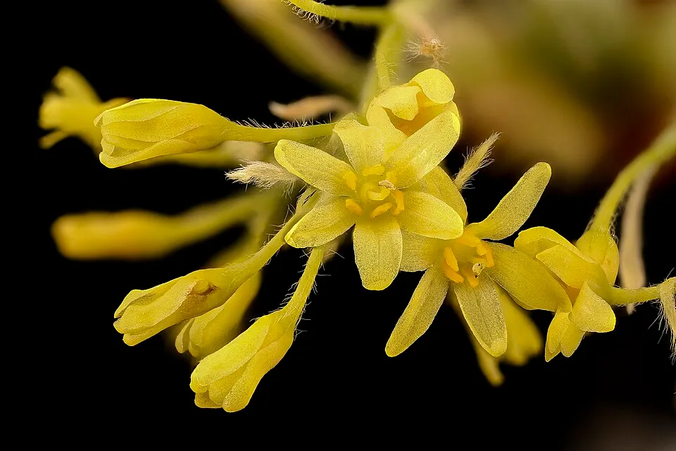 Sassafras Flower — botanical anatomy illustration