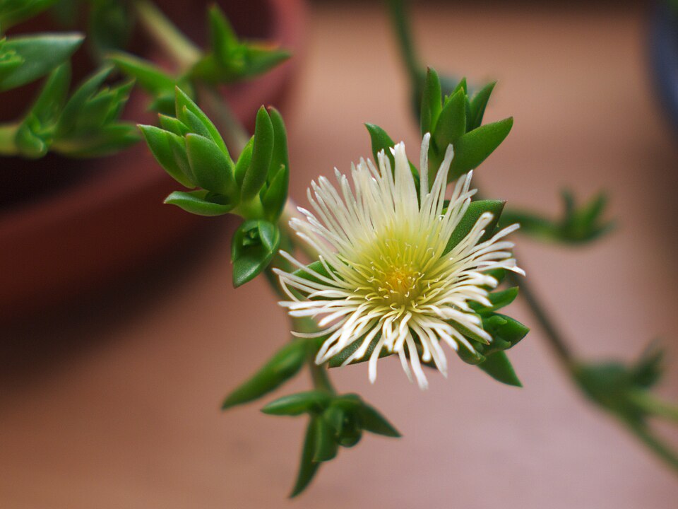 Sceletium Flower — botanical anatomy illustration