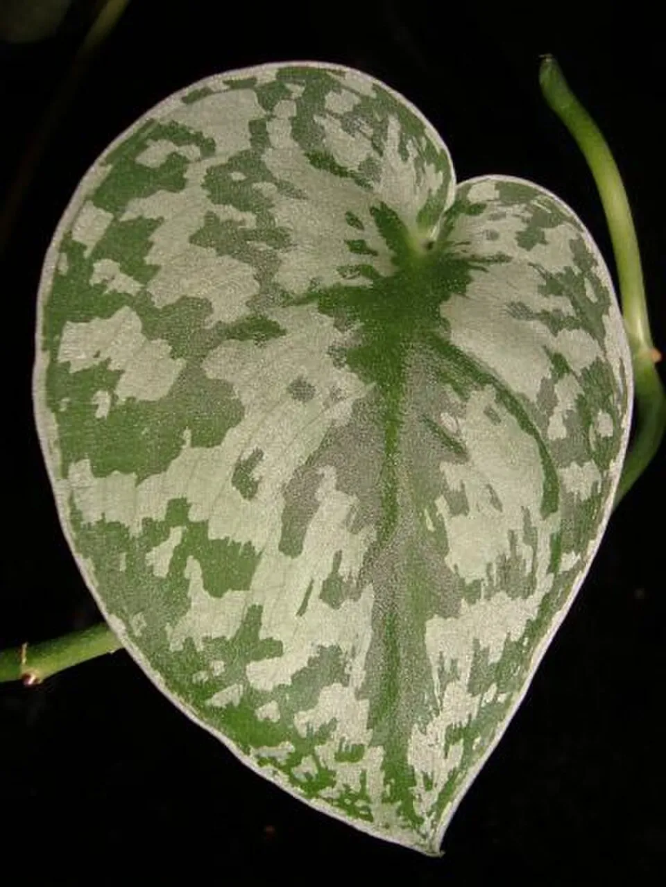 Scindapsus Leaf — botanical anatomy illustration