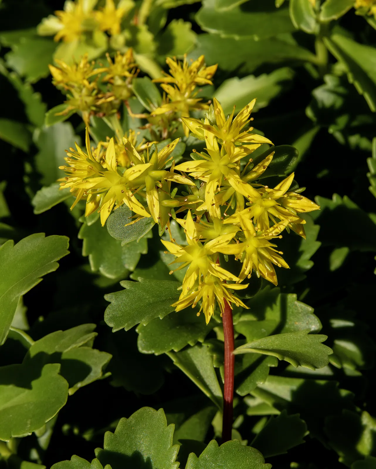 Sedum Kamtschaticum Flower — botanical anatomy illustration