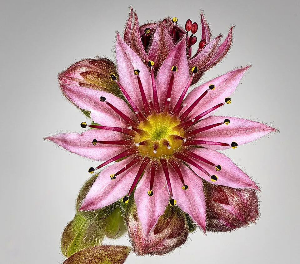 Sempervivum Arachnoideum Flower — botanical anatomy illustration