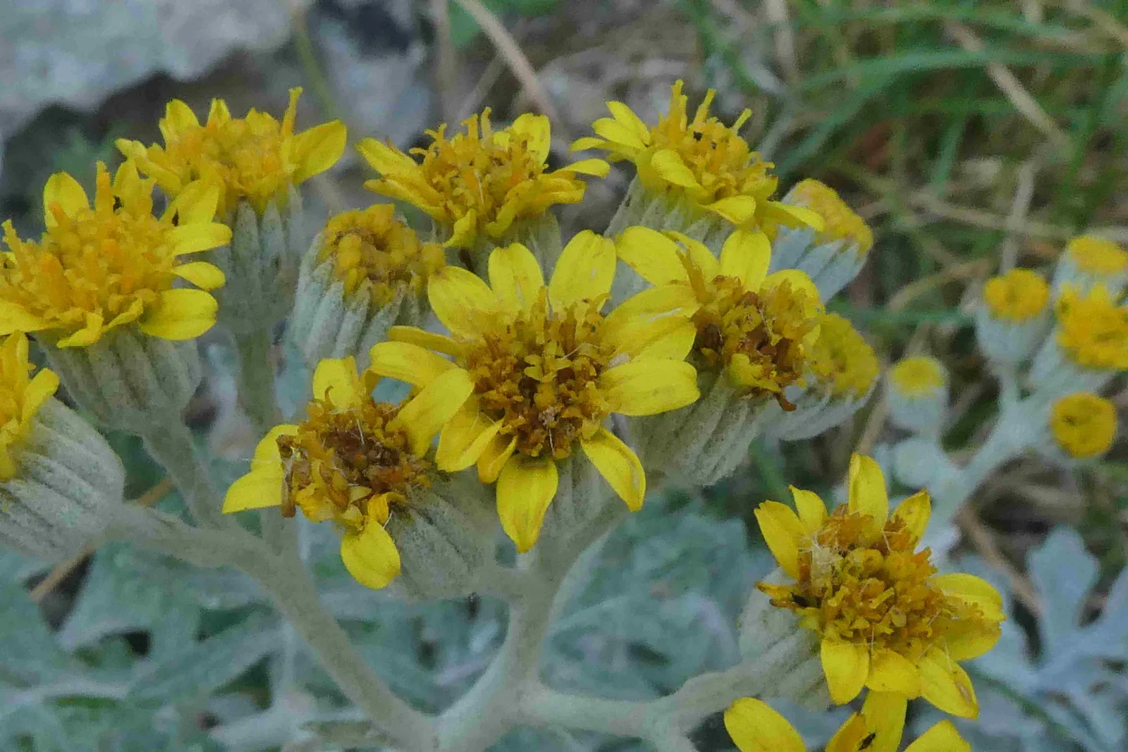 Senecio Cineraria Flower — botanical anatomy illustration