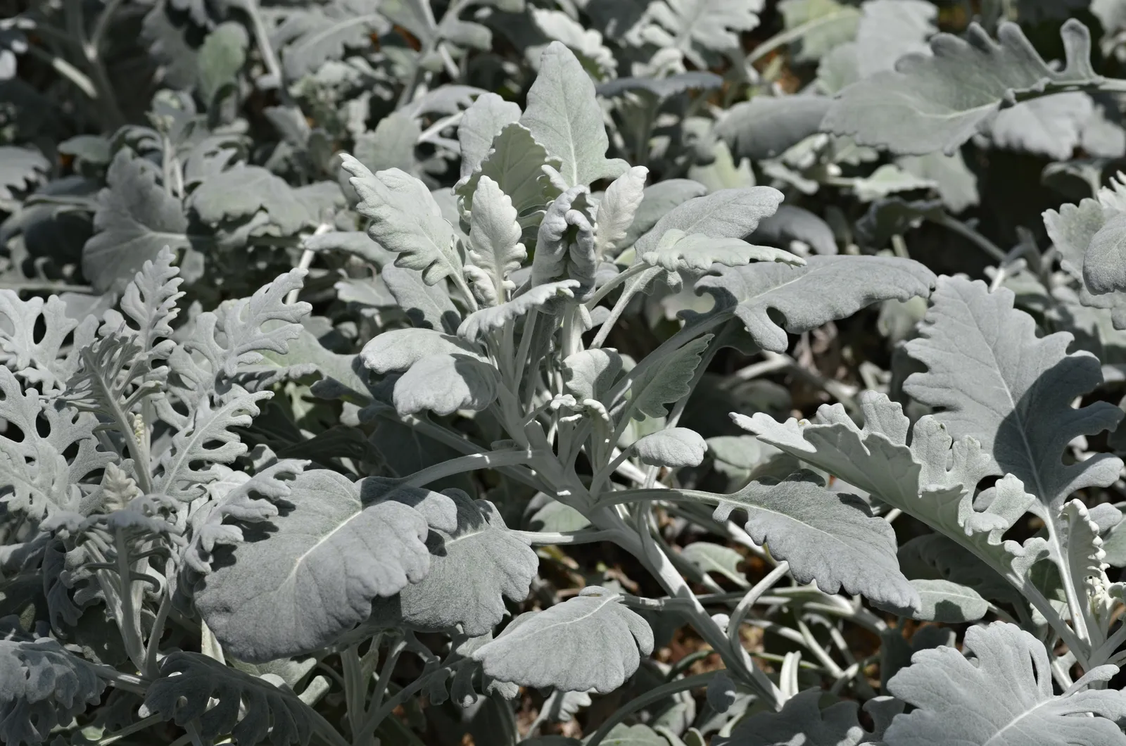Senecio Cineraria Leaf — botanical anatomy illustration
