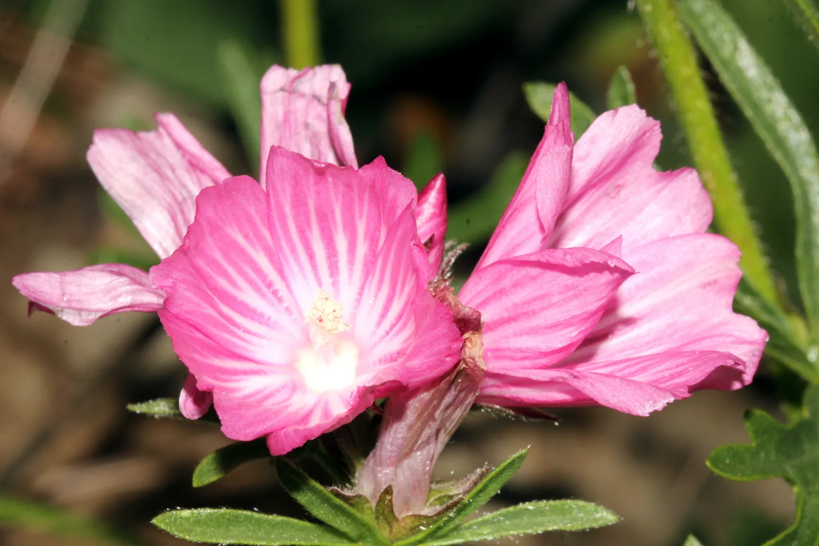 Sidalcea Malviflora Flower — botanical anatomy illustration