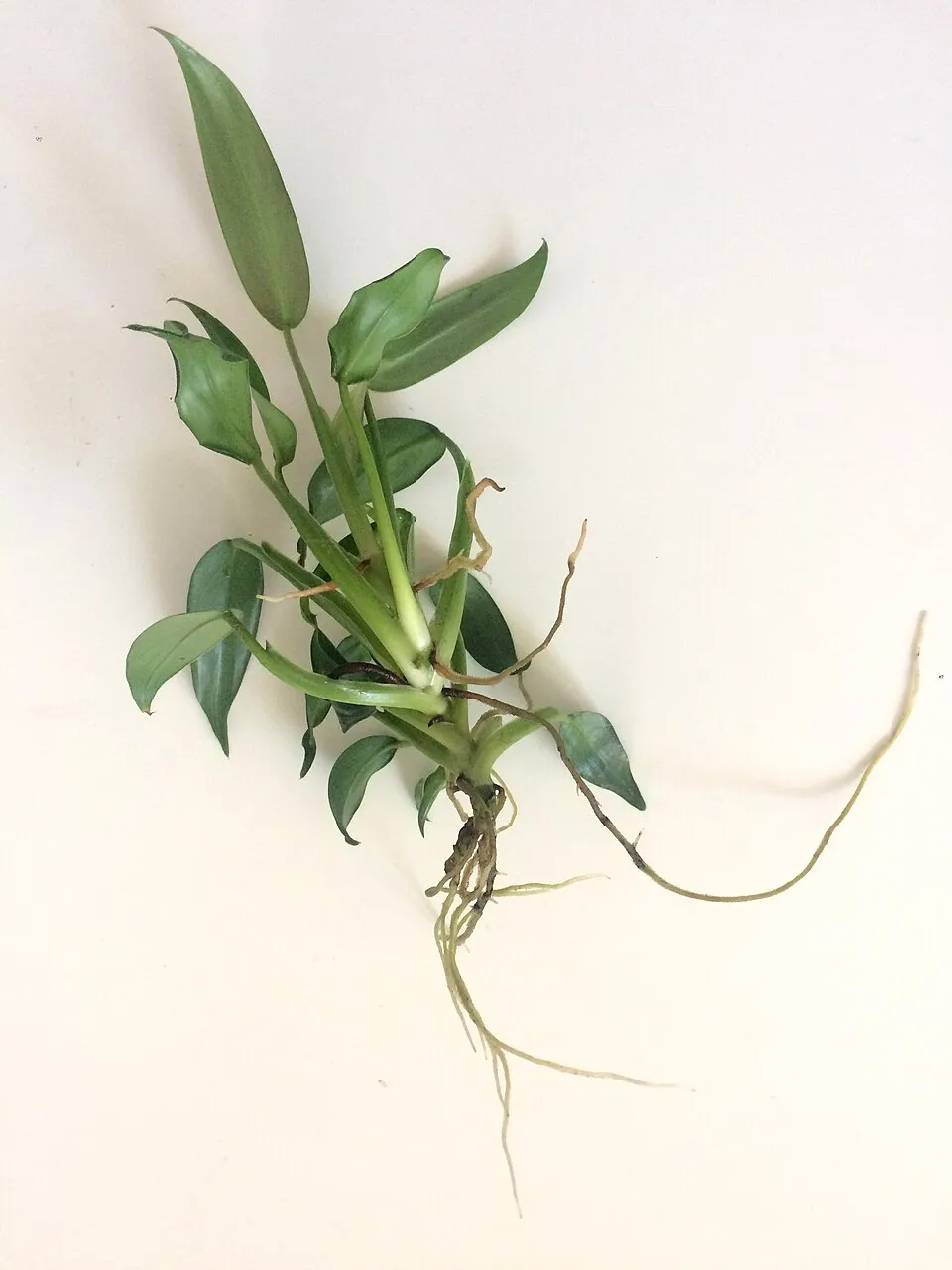 Silver Sword Philodendron Root System — botanical anatomy illustration