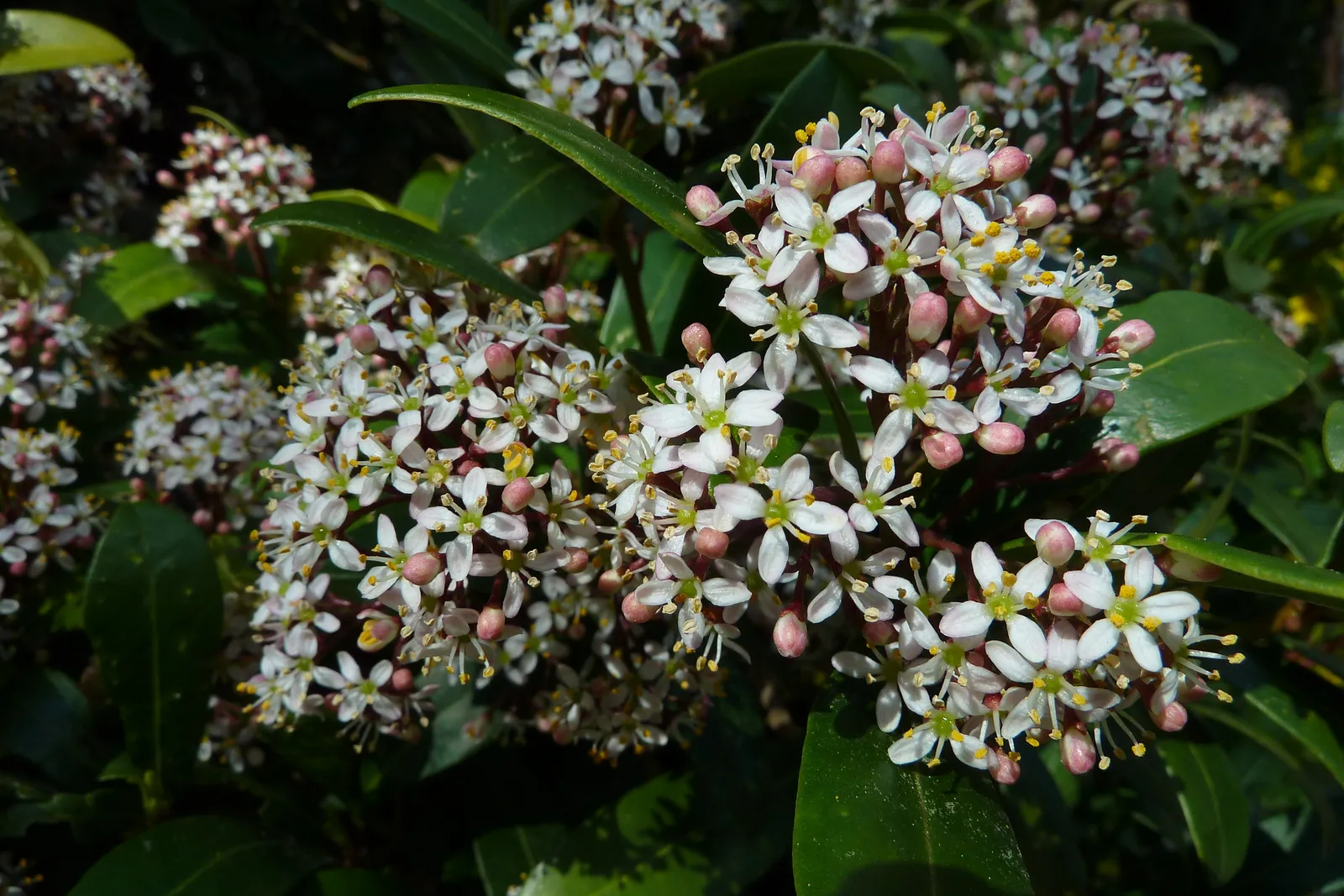 Skimmia Japonica Flower — botanical anatomy illustration