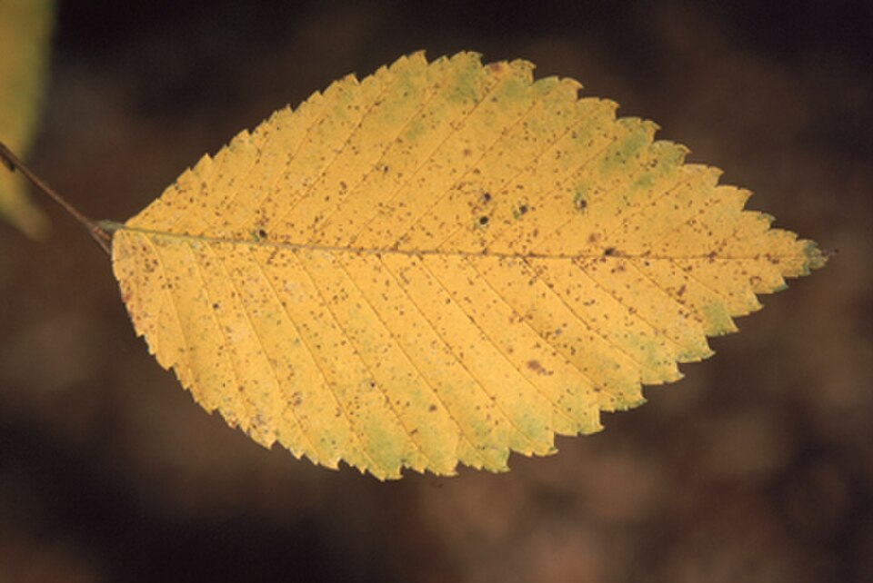 Slippery Elm Leaf — botanical anatomy illustration