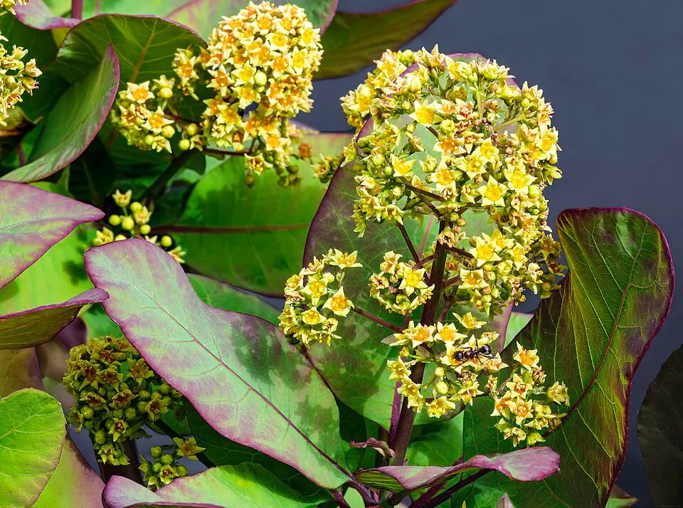 Smoke Bush Flower — botanical anatomy illustration