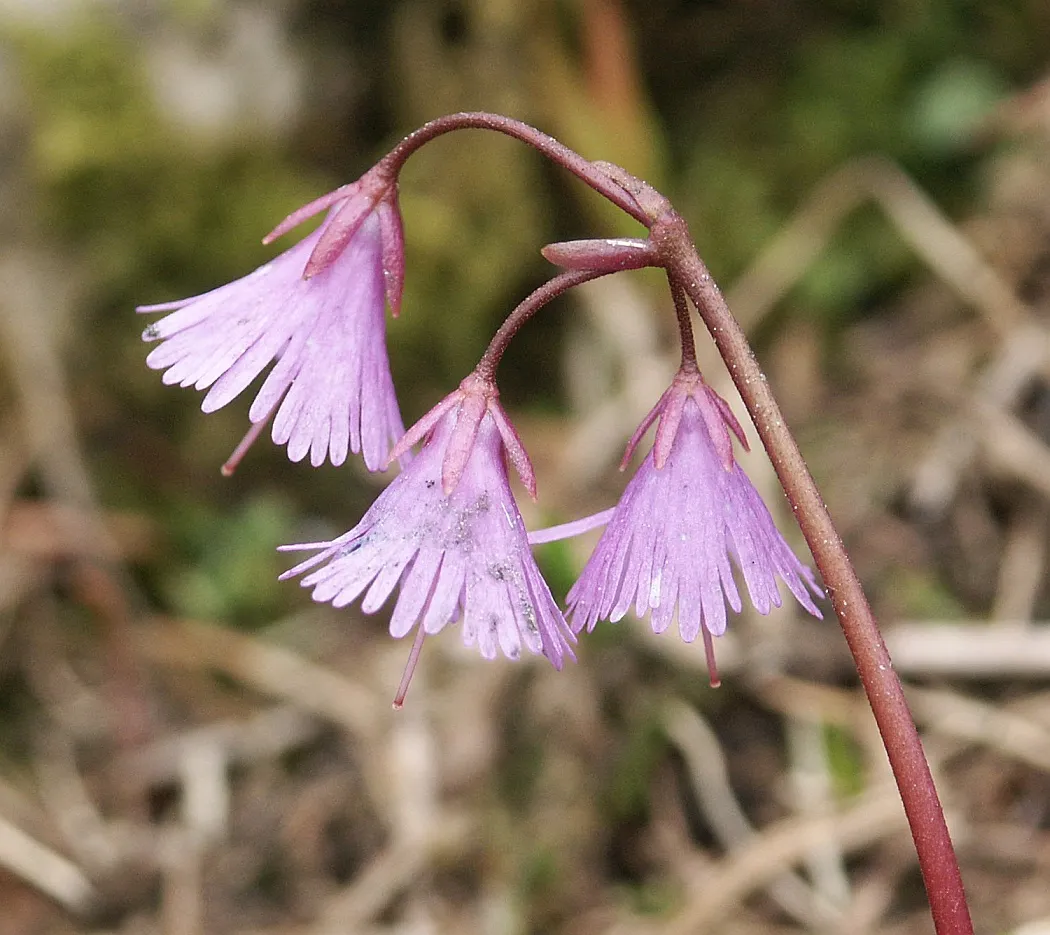Soldanella Flower — botanical anatomy illustration