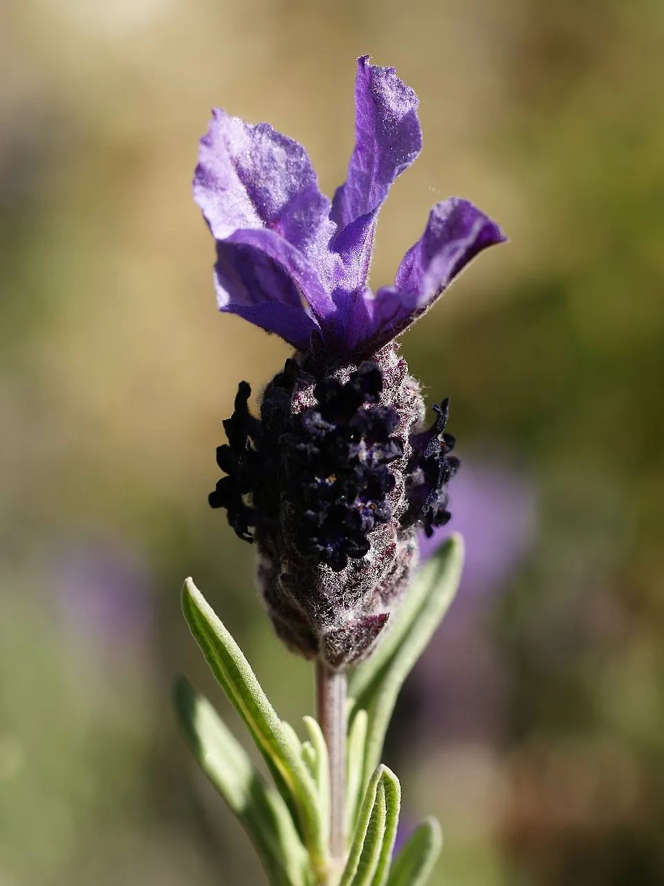Spanish Lavender Flower — botanical anatomy illustration