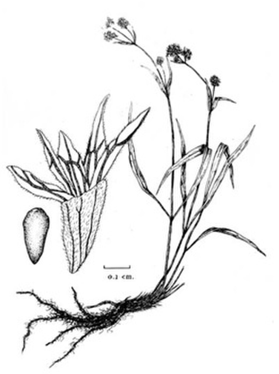 Spikenard Leaf — botanical anatomy illustration