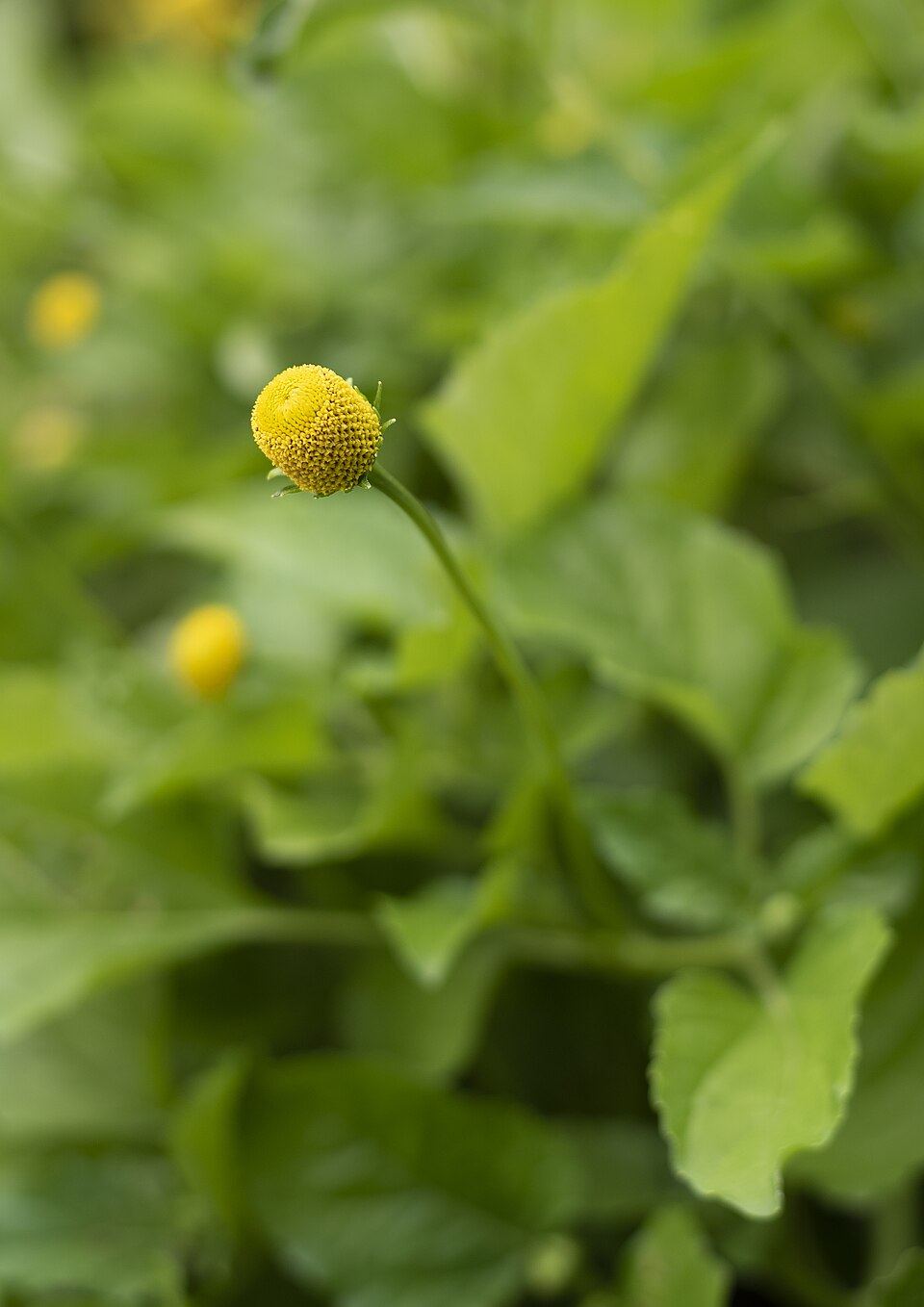Spilanthes Flower — botanical anatomy illustration
