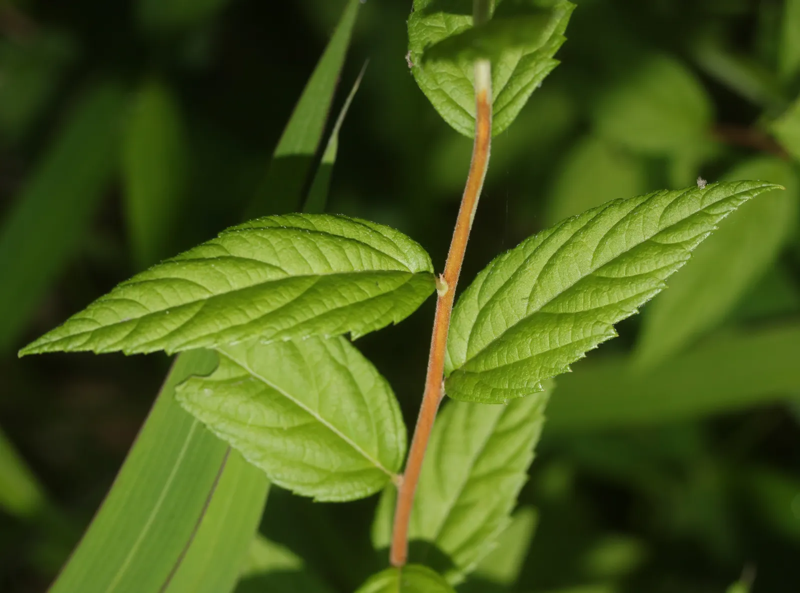 Spirea Leaf — botanical anatomy illustration
