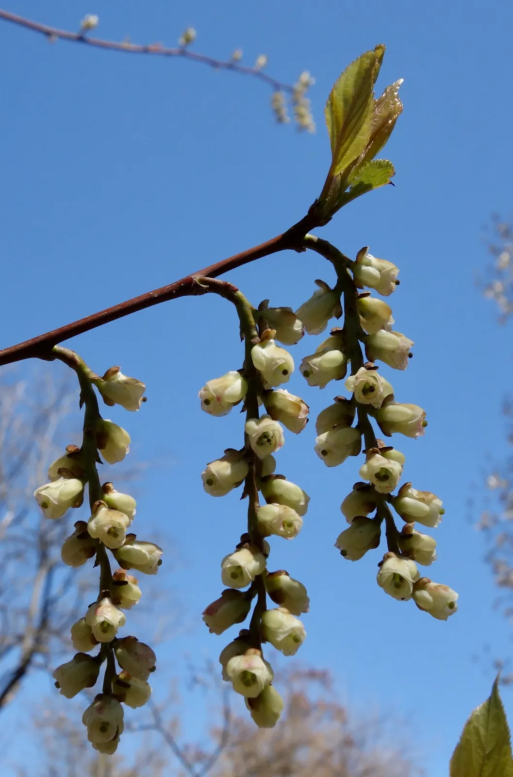 Stachyurus Praecox Flower — botanical anatomy illustration