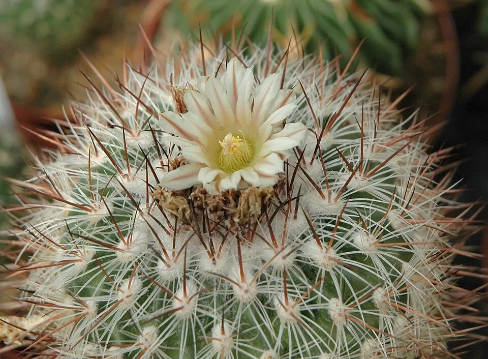 Stenocactus Multicostatus Flower — botanical anatomy illustration