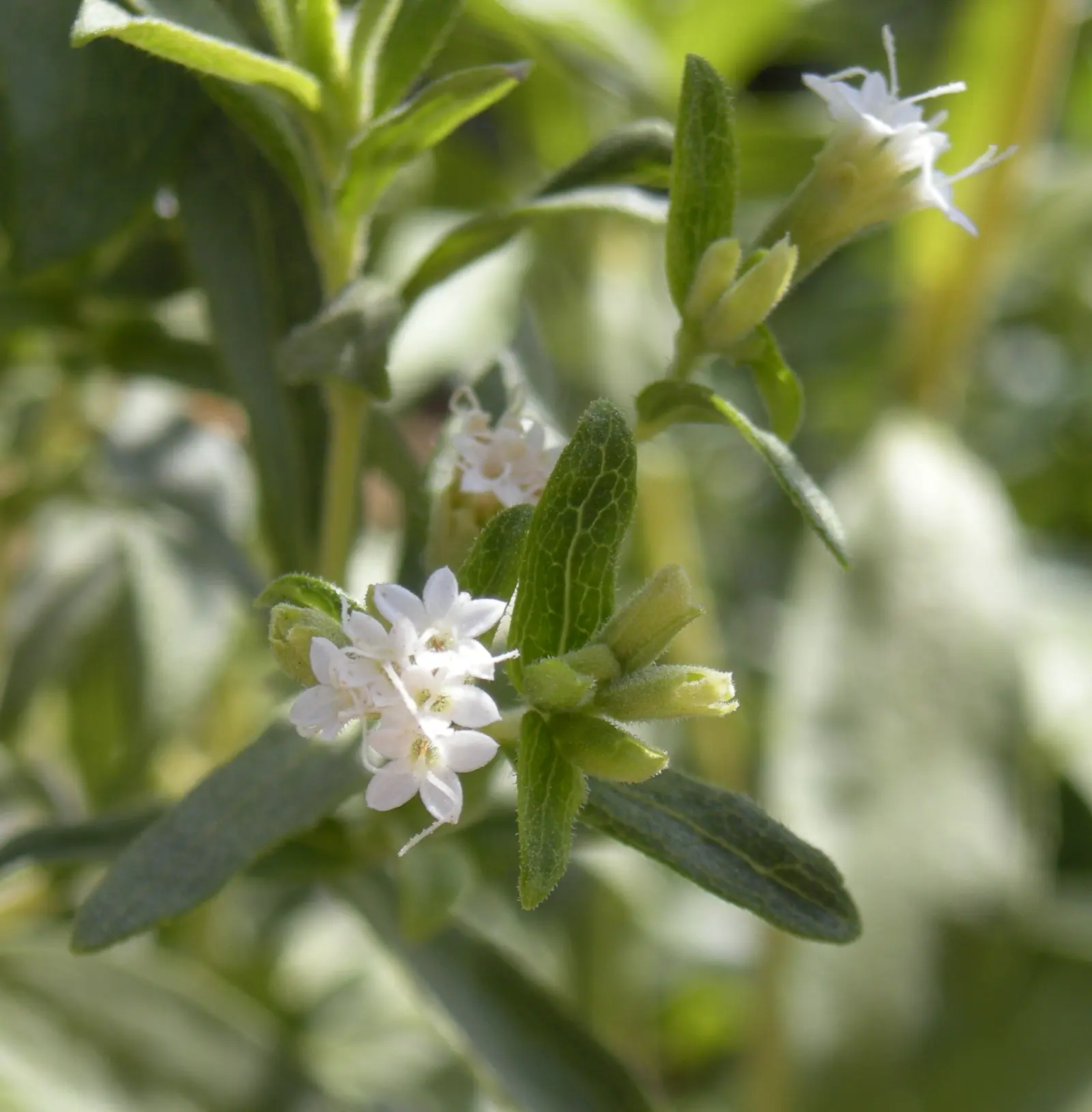 Stevia Flower — botanical anatomy illustration