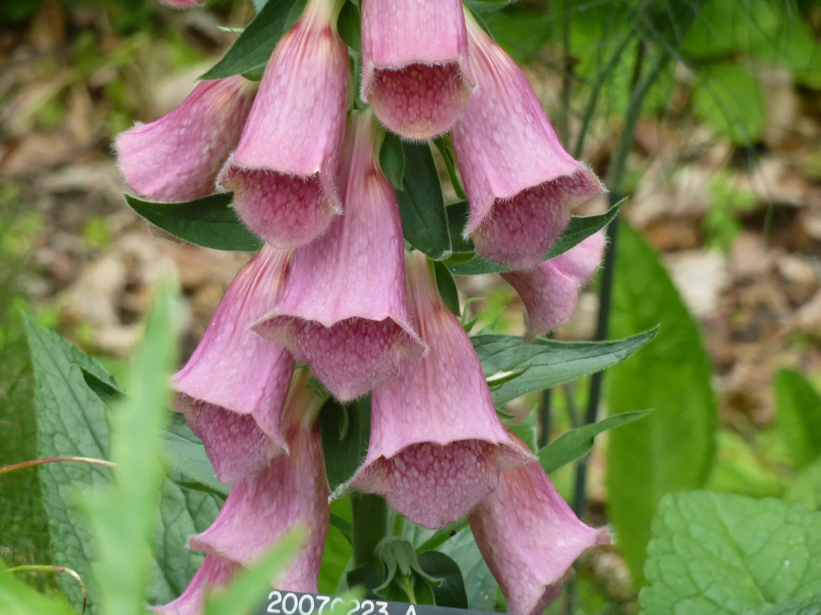 Digitalis Strawberry Foxglove Flower — botanical anatomy illustration
