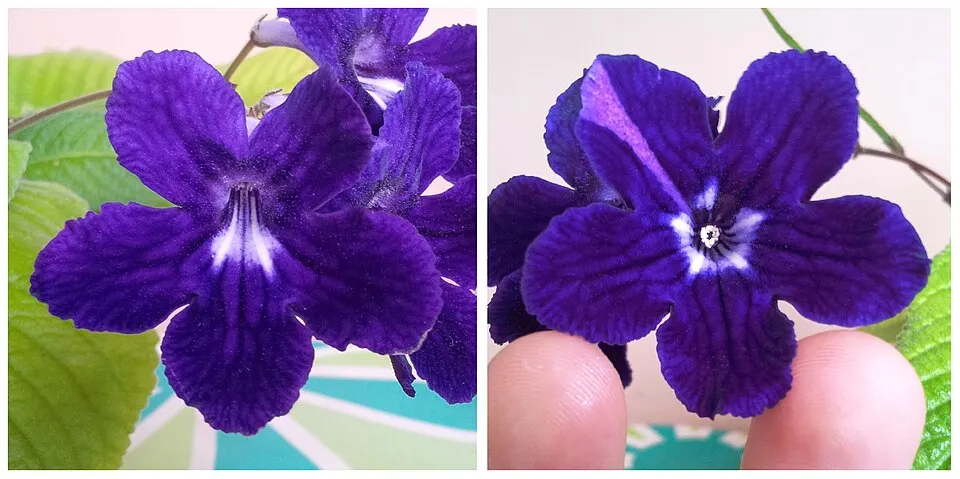 Streptocarpus Hybrid Flower — botanical anatomy illustration