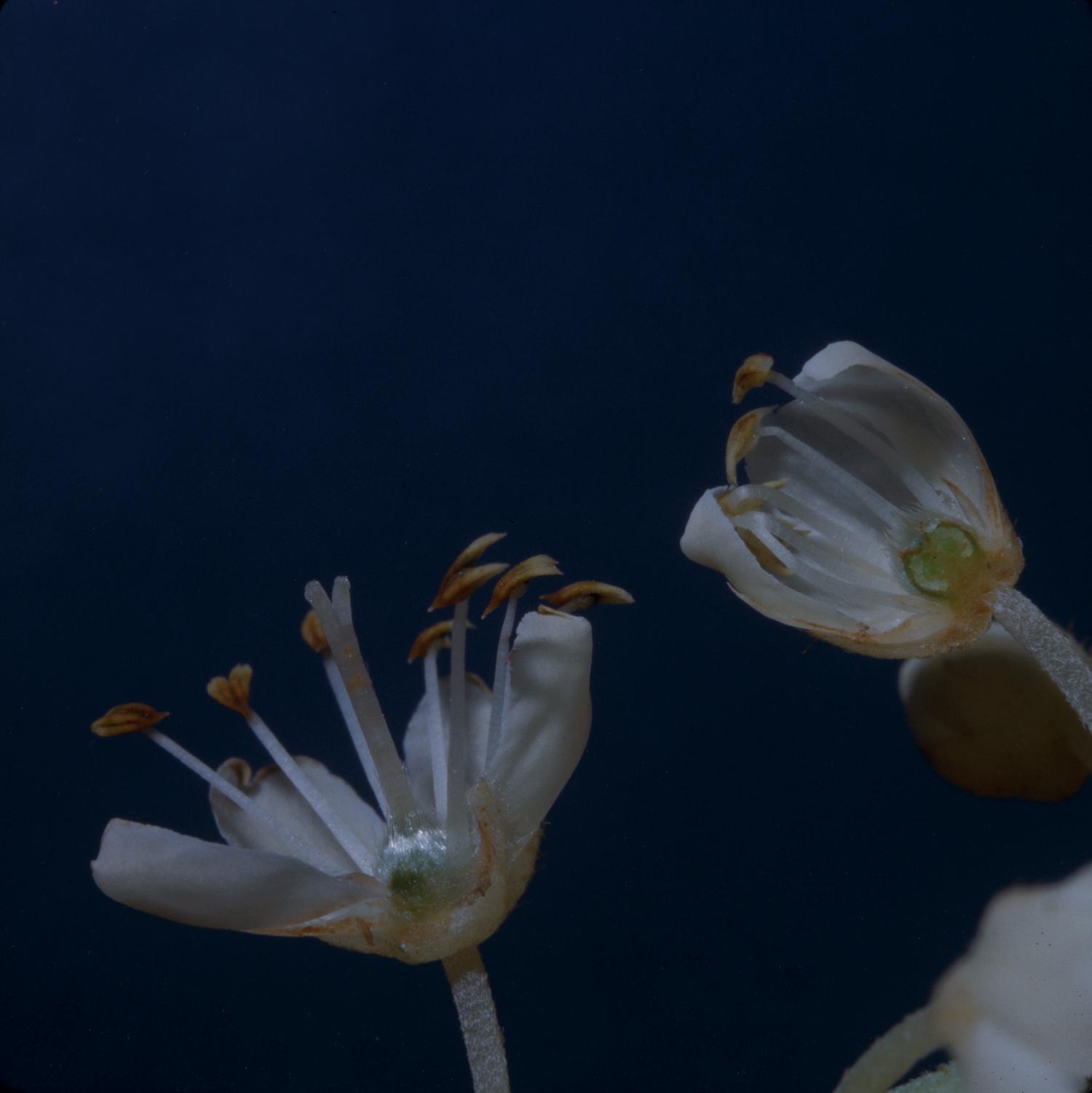 Summersweet Flower — botanical anatomy illustration