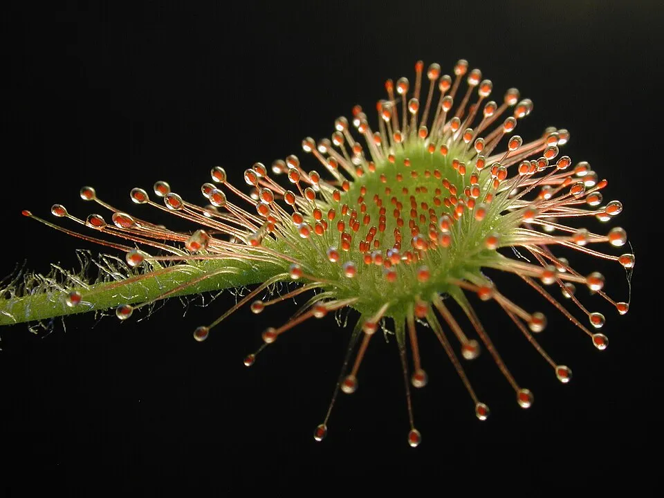 Sundew Leaf — botanical anatomy illustration