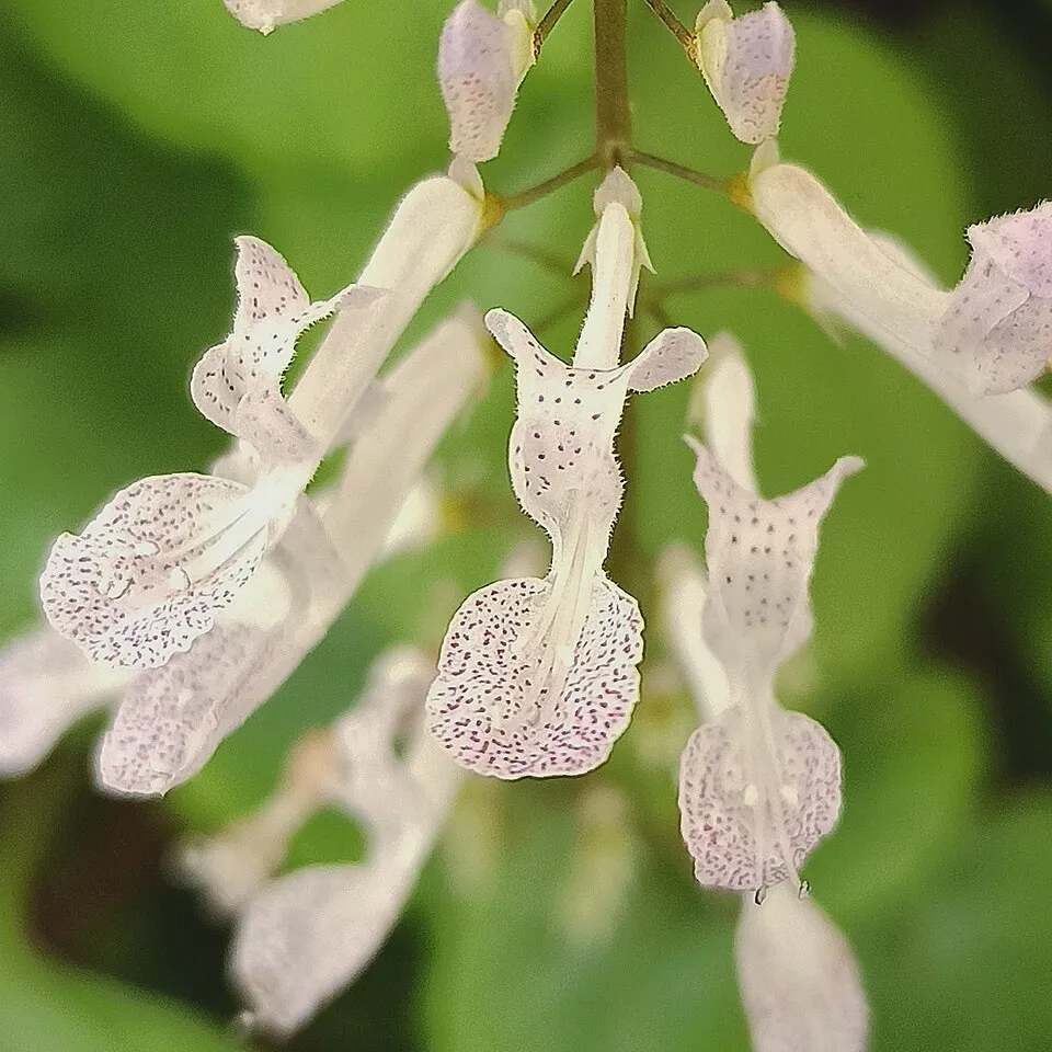 Swedish Ivy Flower — botanical anatomy illustration