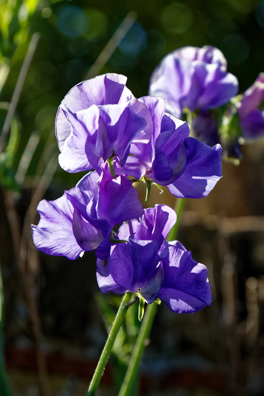 Sweet Pea Flower — botanical anatomy illustration