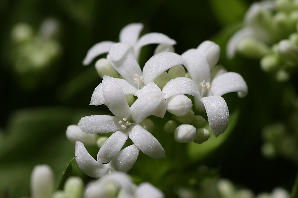 Sweet Woodruff Flower — botanical anatomy illustration