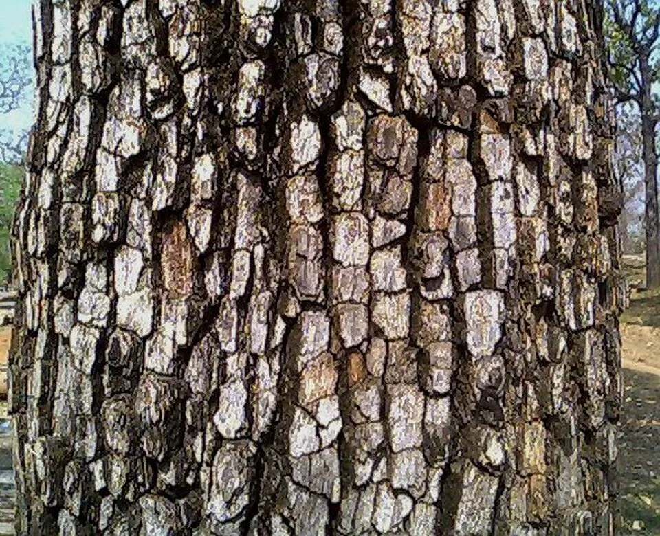Tendu Bark & Stem — botanical anatomy illustration