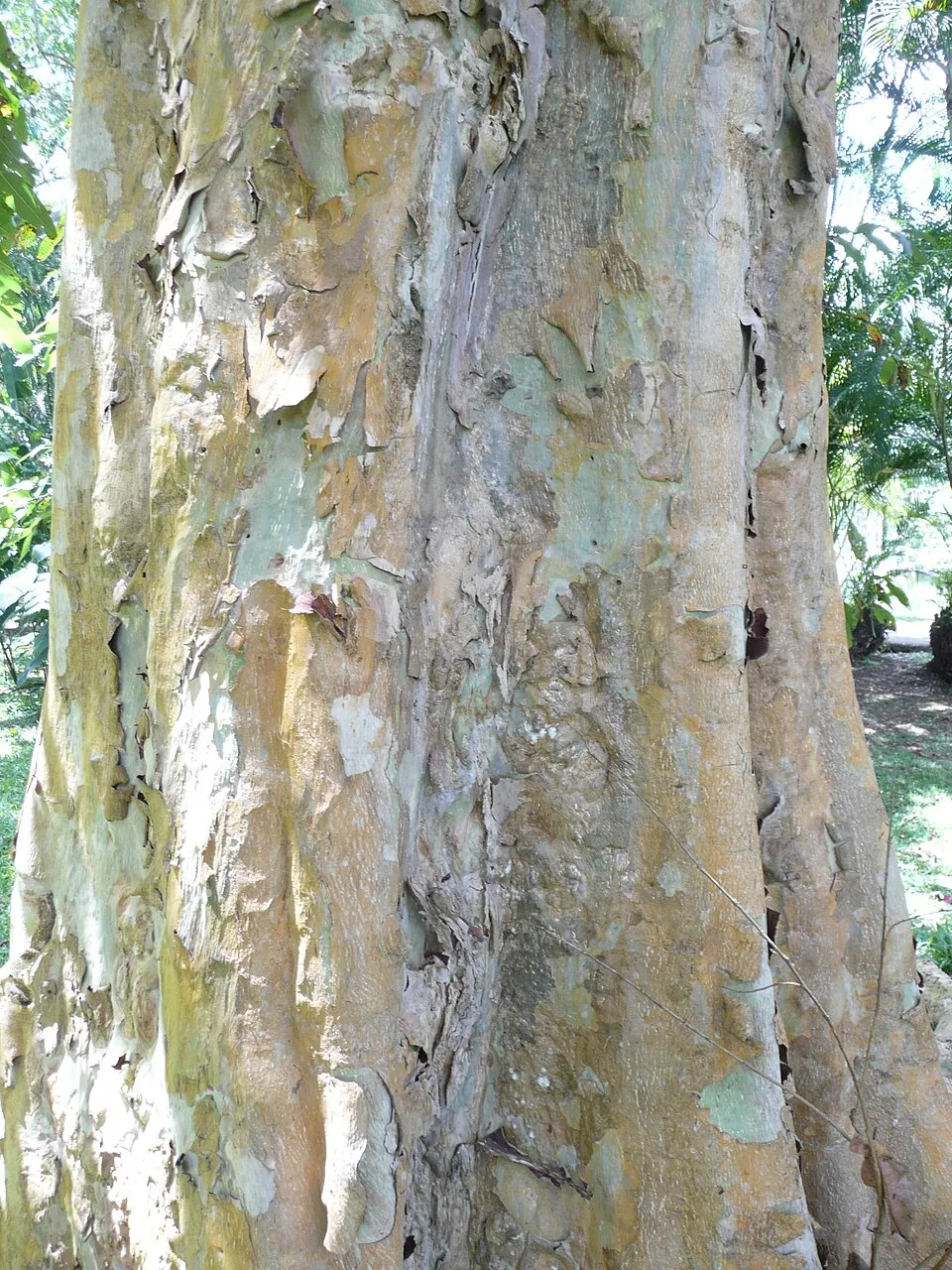 Terminalia Arjuna Med Bark & Stem — botanical anatomy illustration