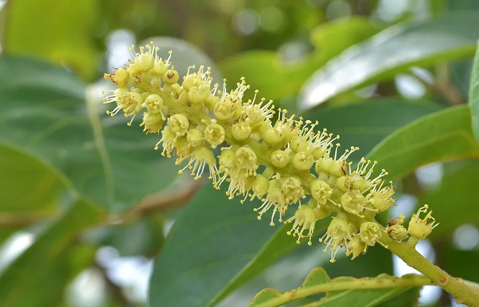 Terminalia Chebula Med Flower — botanical anatomy illustration