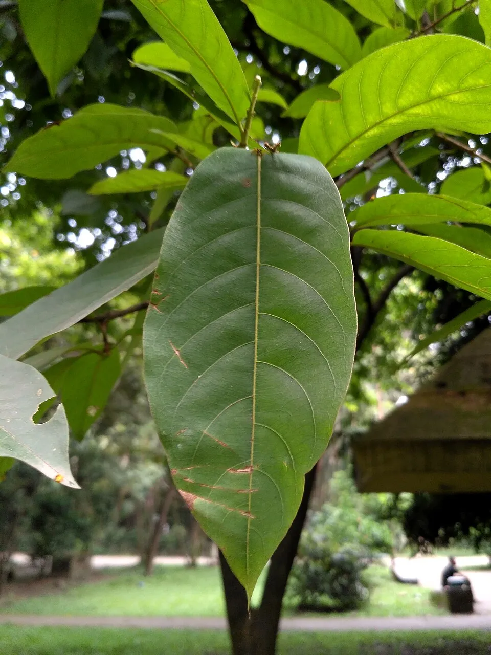 Terminalia Chebula Med Leaf — botanical anatomy illustration