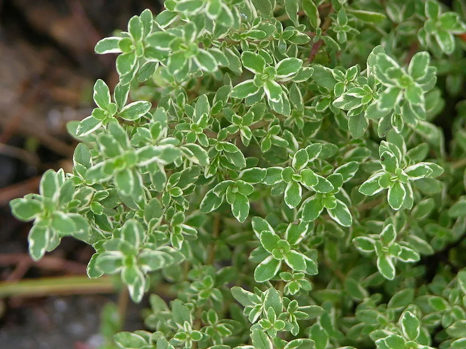 Lemon Thyme Leaf — botanical anatomy illustration