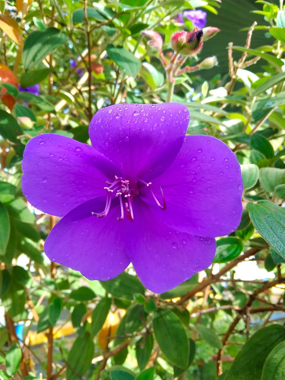 Tibouchina Indoor Flower — botanical anatomy illustration