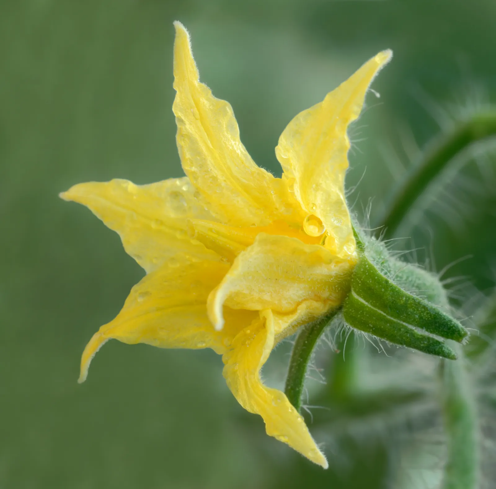 Tomato Flower — botanical anatomy illustration