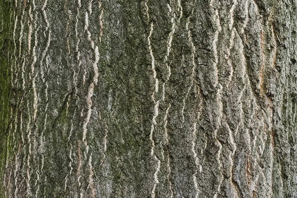 Tree of Heaven Bark & Stem — botanical anatomy illustration