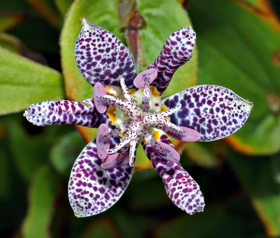 Tricyrtis Hirta Flower — botanical anatomy illustration