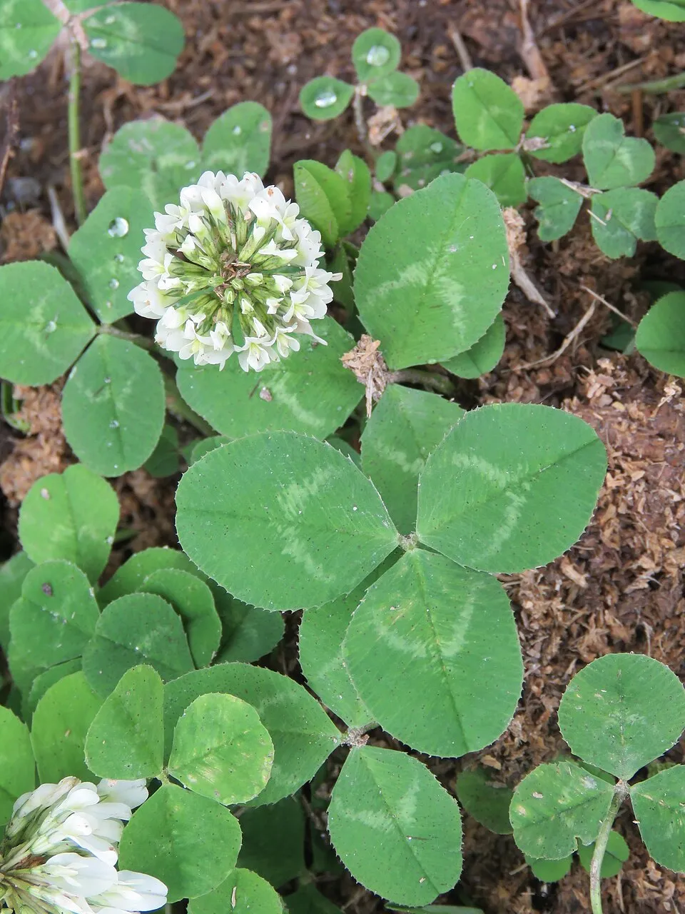 White Clover Flower — botanical anatomy illustration