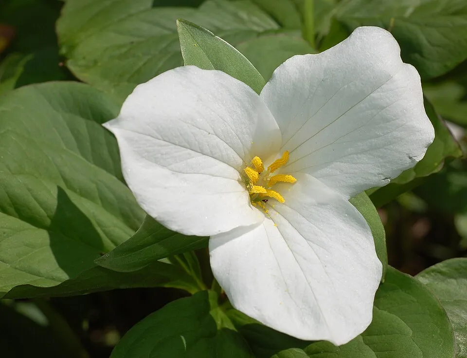 Trillium Flower — botanical anatomy illustration