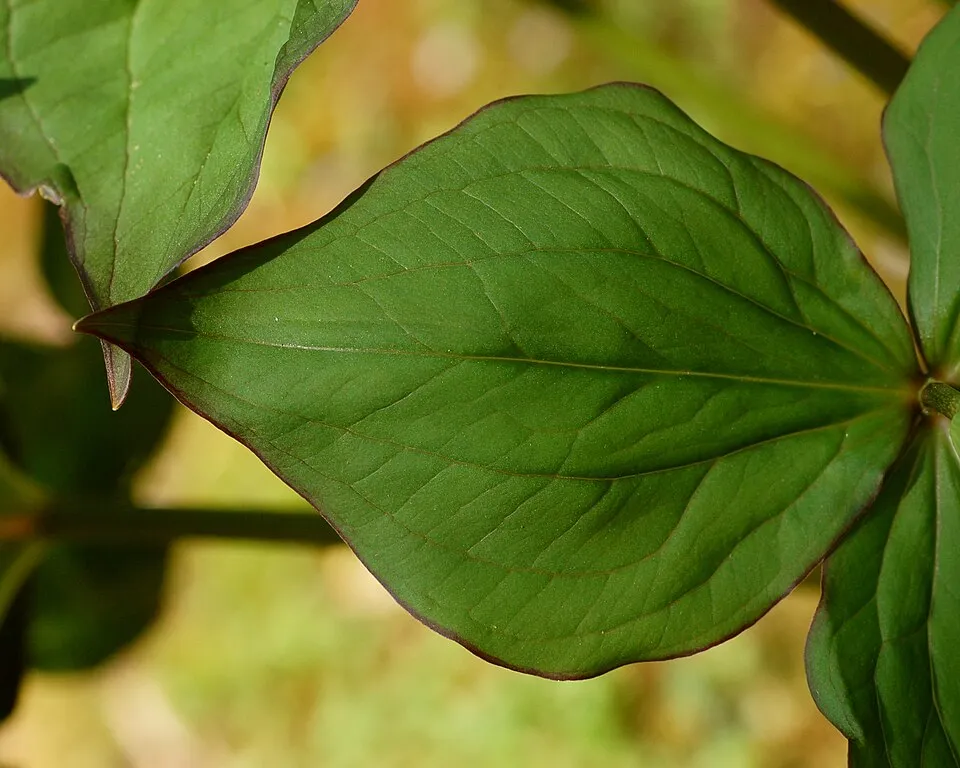 Trillium Leaf — botanical anatomy illustration