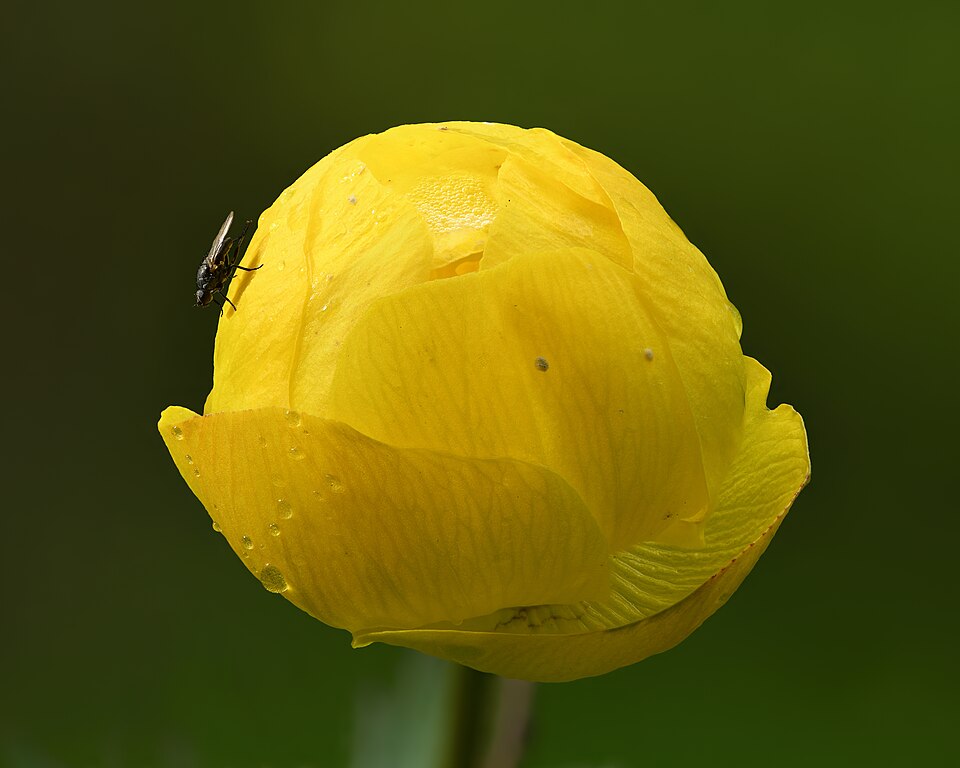 Trollius Europaeus Flower — botanical anatomy illustration