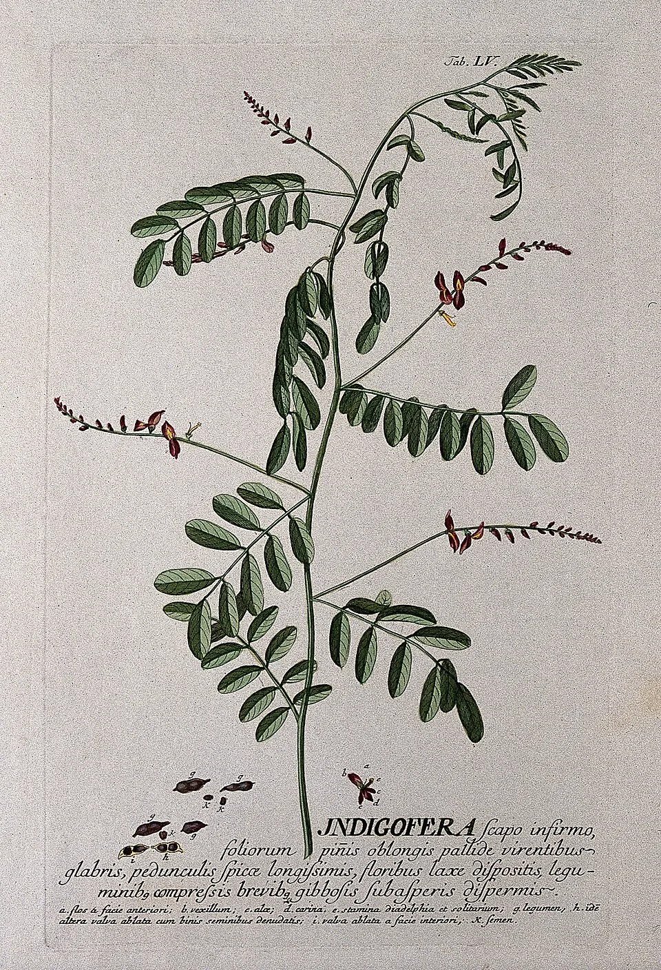 True Indigo Bark & Stem — botanical anatomy illustration