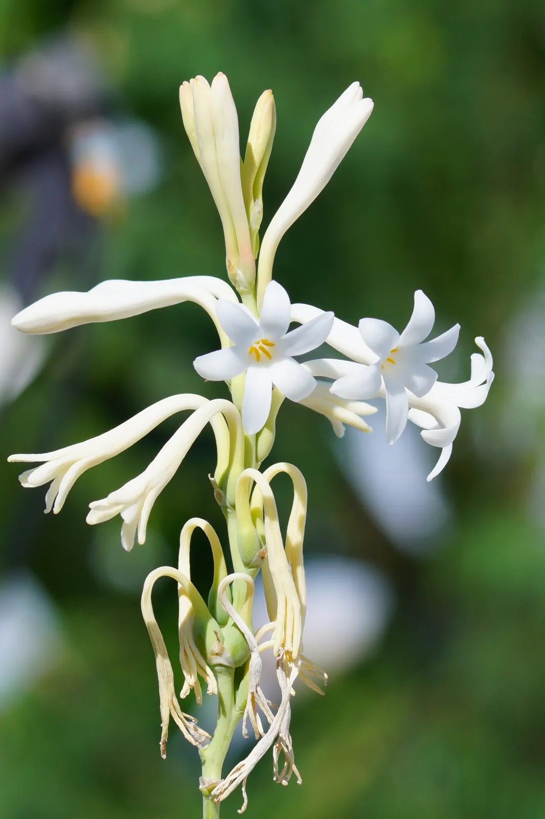 Tuberose Root System — botanical anatomy illustration
