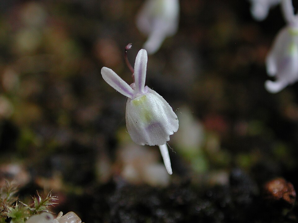Utricularia Flower — botanical anatomy illustration