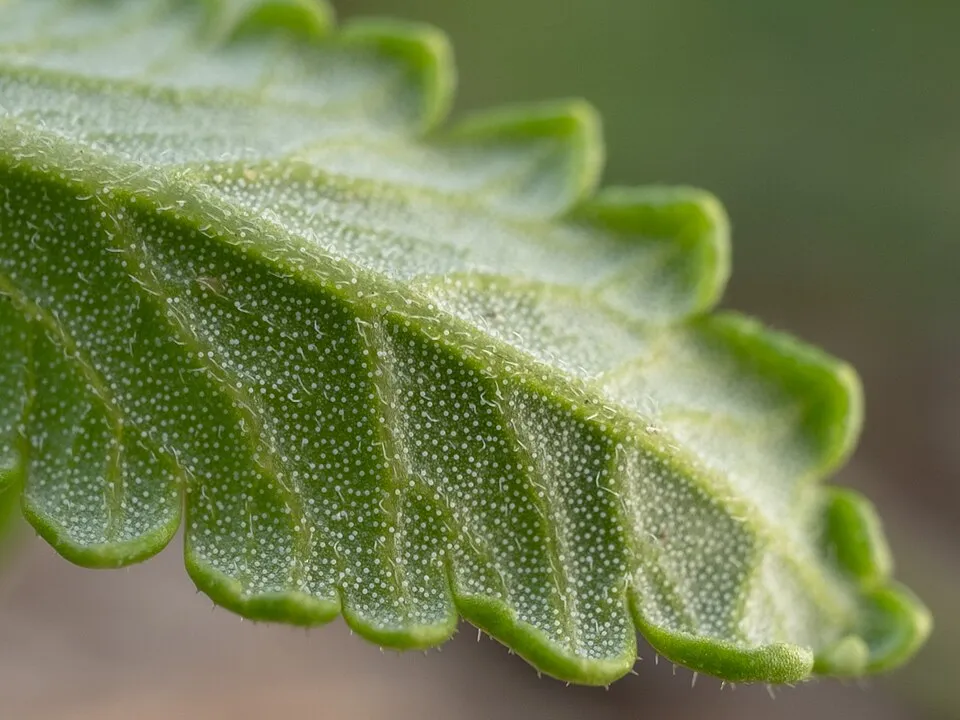 Wall Germander Leaf — botanical anatomy illustration