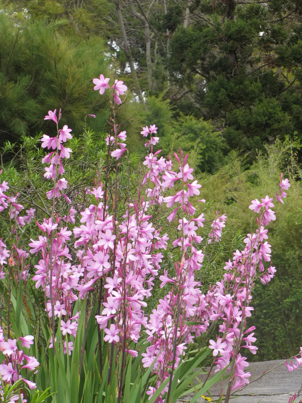 Watsonia Flower — botanical anatomy illustration