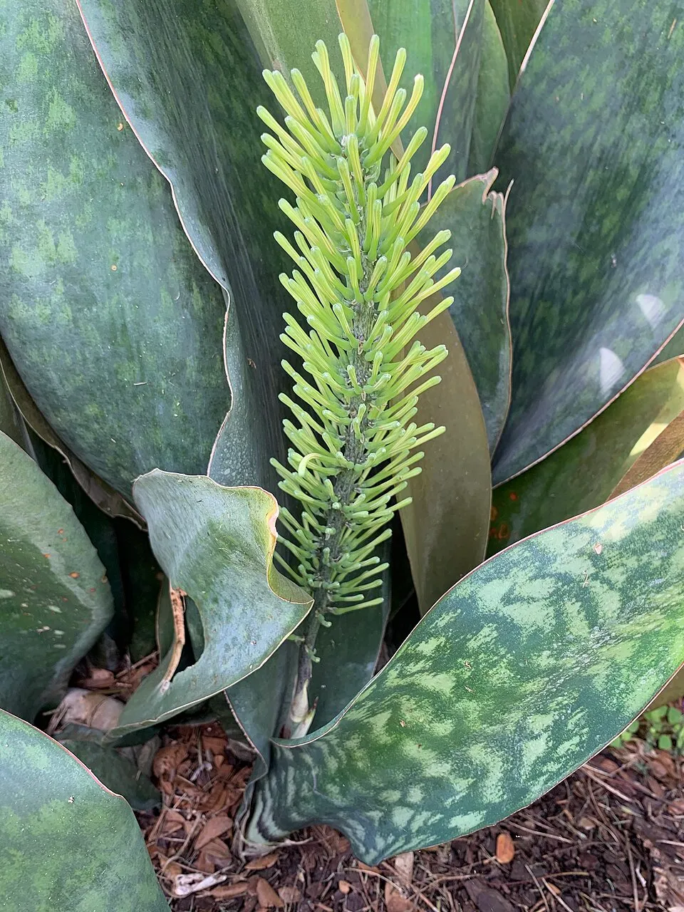 Whale Fin Snake Plant Flower — botanical anatomy illustration