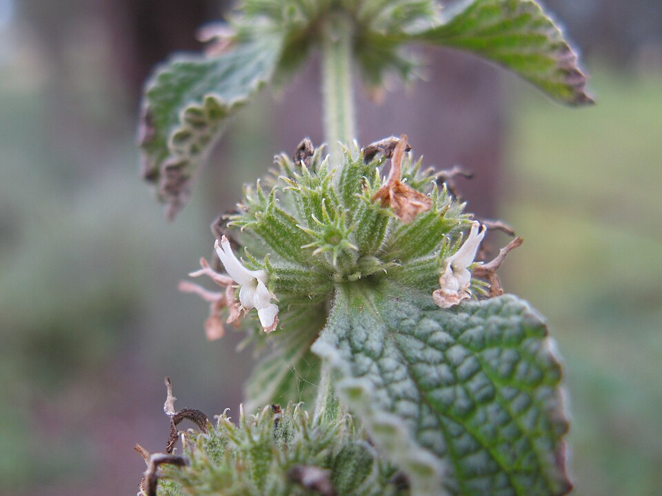 White Horehound Flower — botanical anatomy illustration