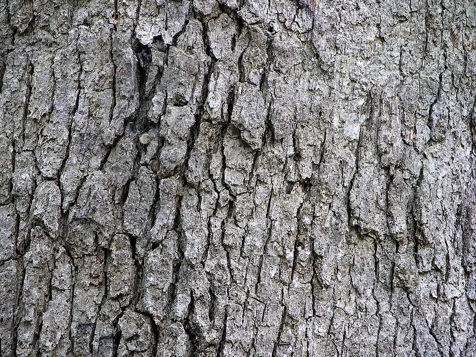White Oak Bark Bark & Stem — botanical anatomy illustration