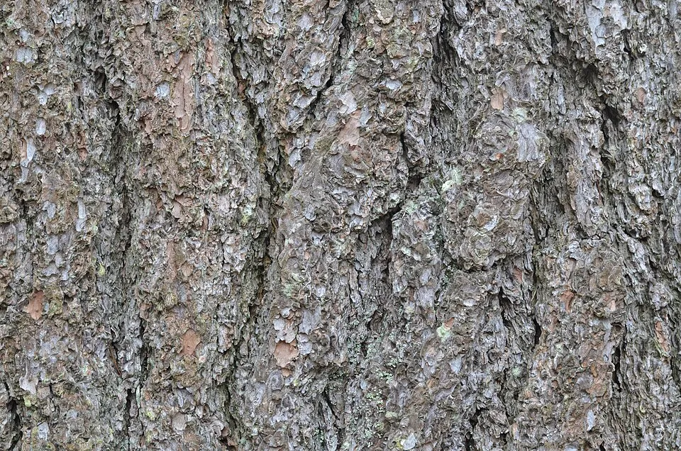 White Pine Bark & Stem — botanical anatomy illustration